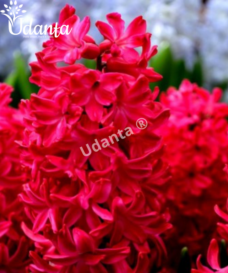 hyacinth-flower-bulb-red-plantogallery-udanta