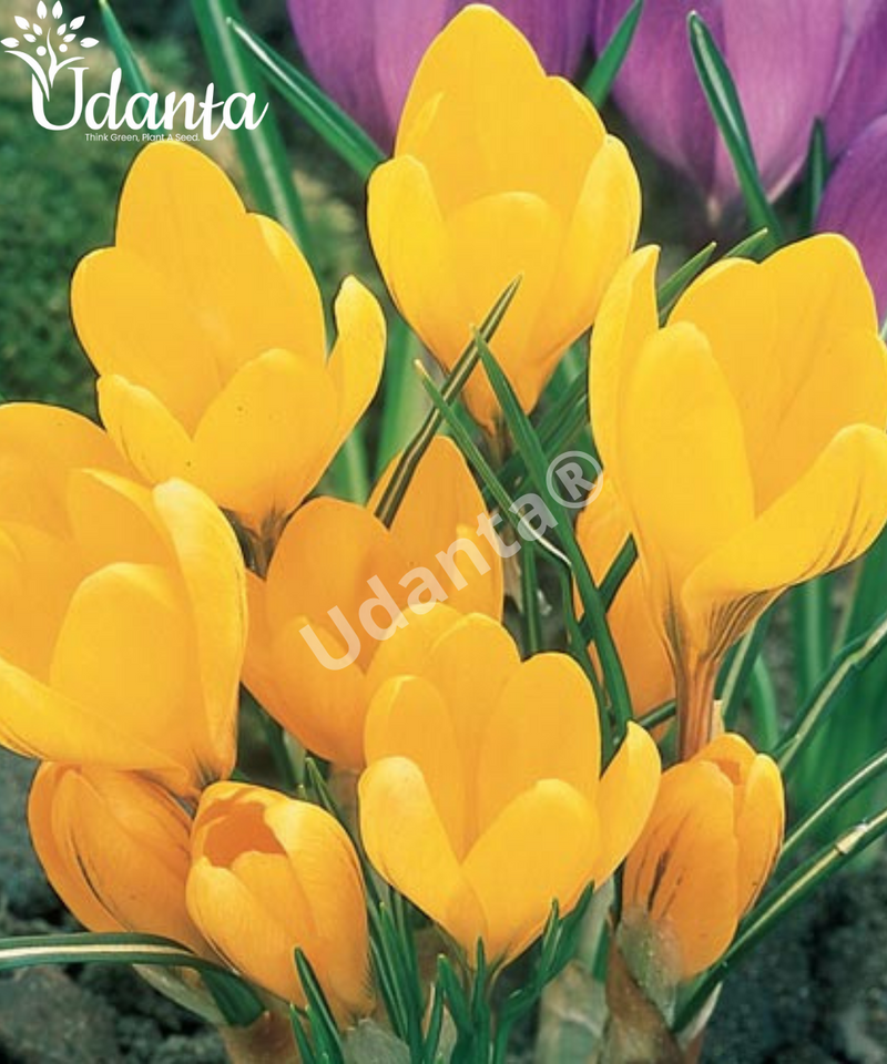 Plantogallery  Crocus gold imported (yellow) flower bulbs-pack of 5