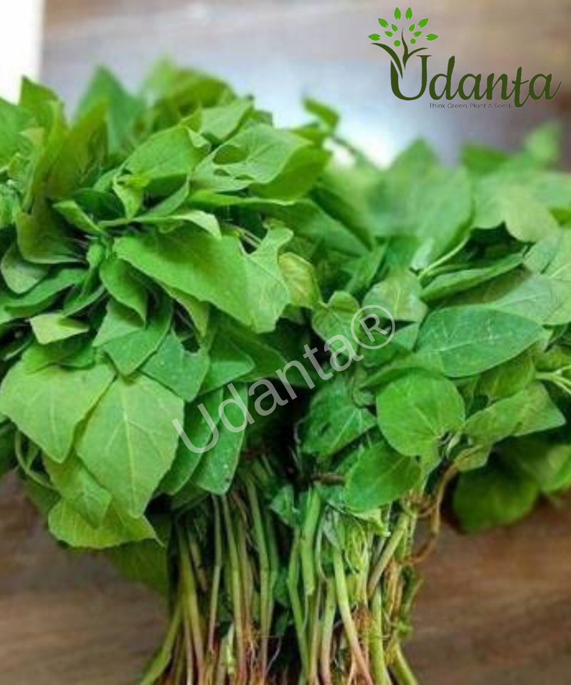 Plantogallery I Bathua Saag Vegetable Seeds For Home Gardening