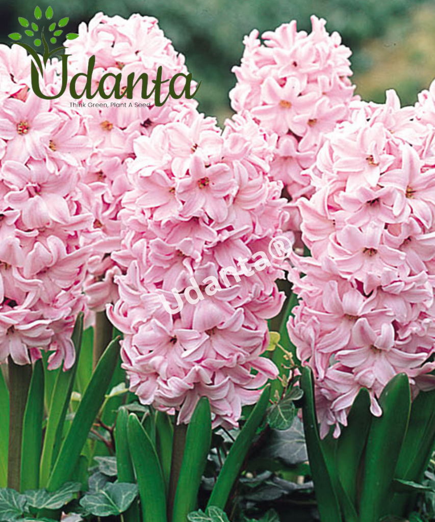 Hyacinth "fondant" Imported Flower Bulbs - Pack of 5 Bulbs By Plantogallery