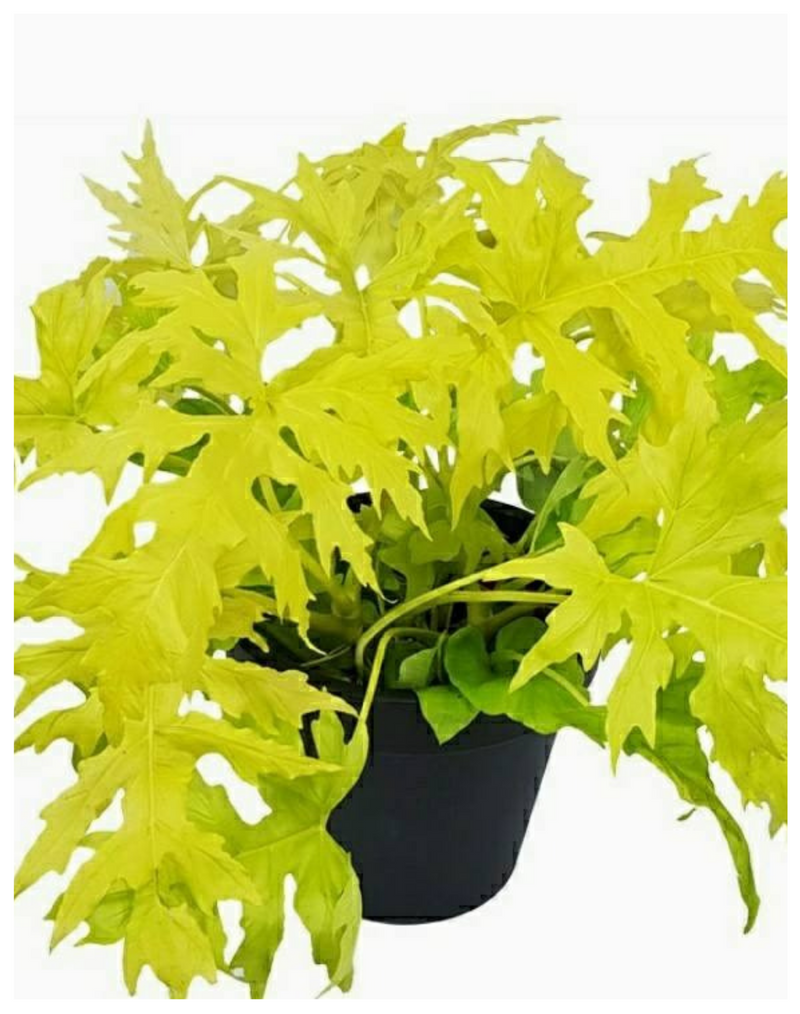 Plantogallery Philodendron selloum (Golden) - Plant