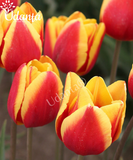 Tulip "Jan Seignette" Imported Flower Bulbs - Pack of 5 Bulbs By Plantogallery