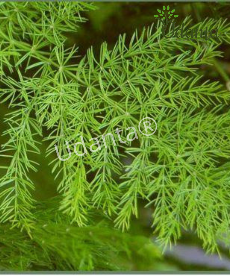 Plantogallery I Asparagus Racemosus Herb Seeds