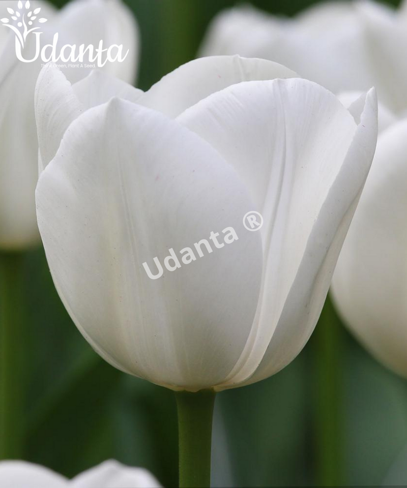 white-tulip-bilbs-by-udanta