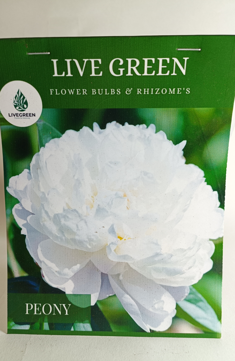 Peony "Duchesse De Nemours" Imported Bulbs - Set of 1pcs (White) By Live Green