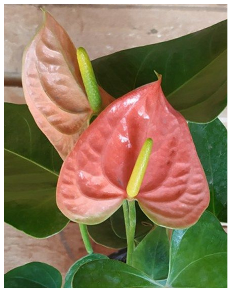 Plantogallery Anthurium (Tricolor) - Plant