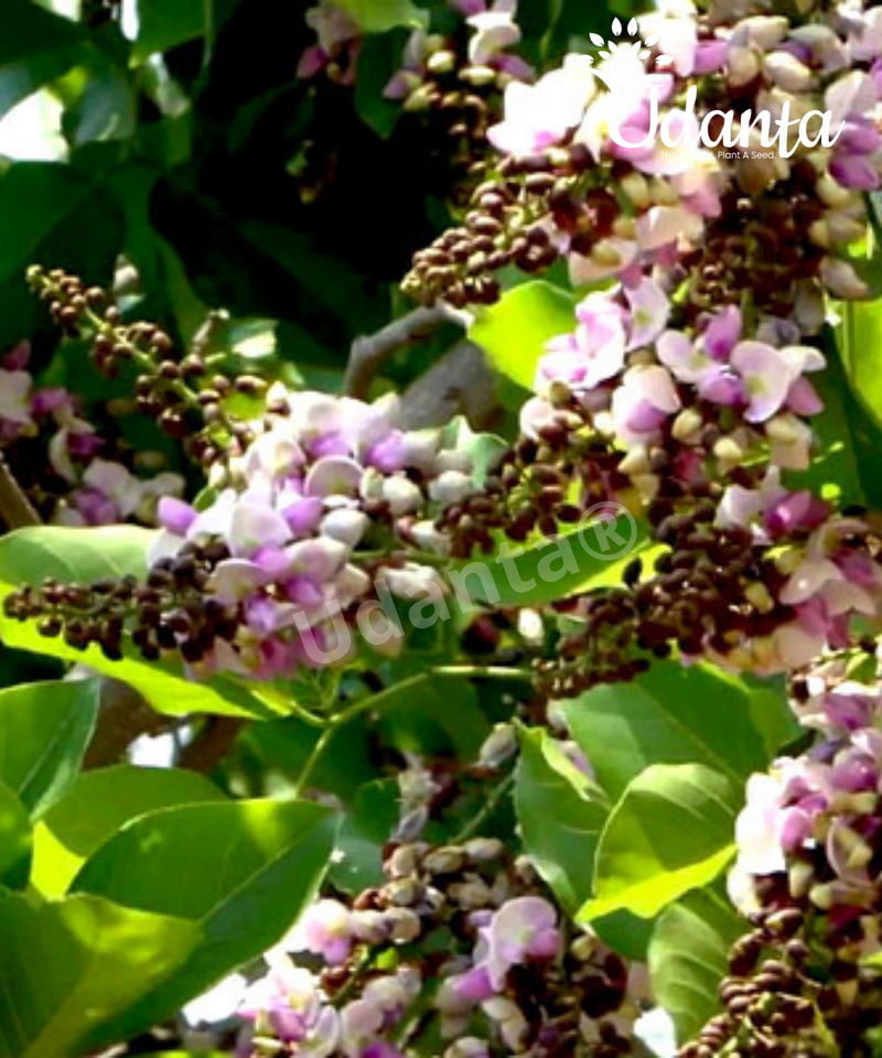Plantogallery Pongamia Pinnata- Millettia Pinnata (Karanj Tree) Plant Seeds