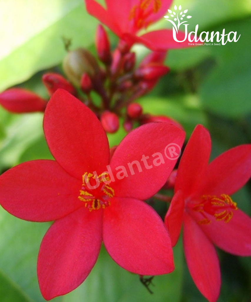 Plantogallery I Cherry Blossom - Ratanjot Plant, Jatropha Plants Seeds