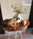 adenium-pbn-plant-seeds-plantoagllery