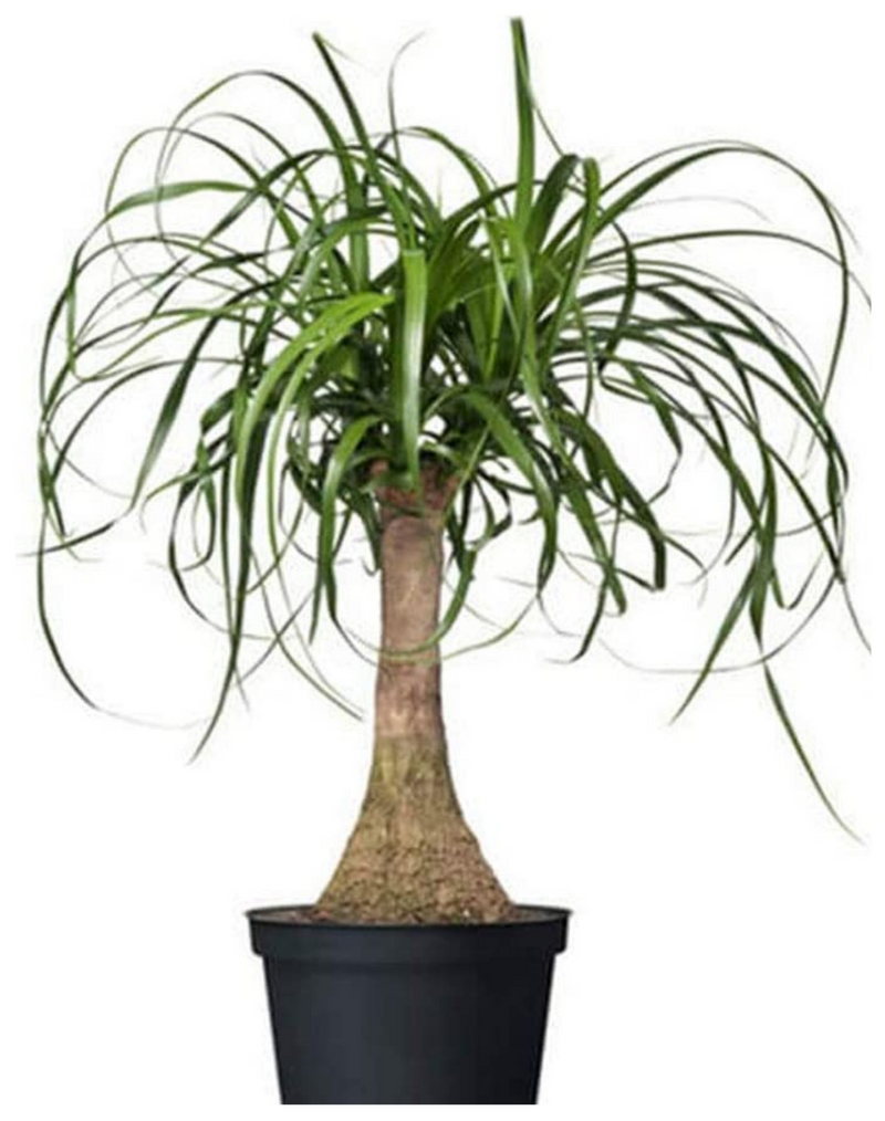 Plantogallery  Lovelina/Ponytail Palm Indoor And Outdoor Plant
