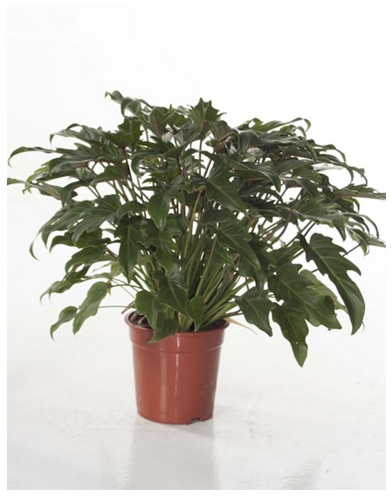 Philodendron-Xanadu-Air-Purifying-Indoor-Plants