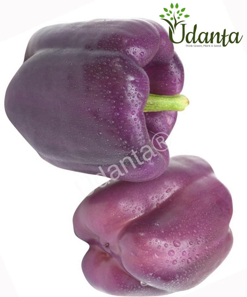 Plantogallery  Capsicum Purple Vegetable Seeds For Home Gardening