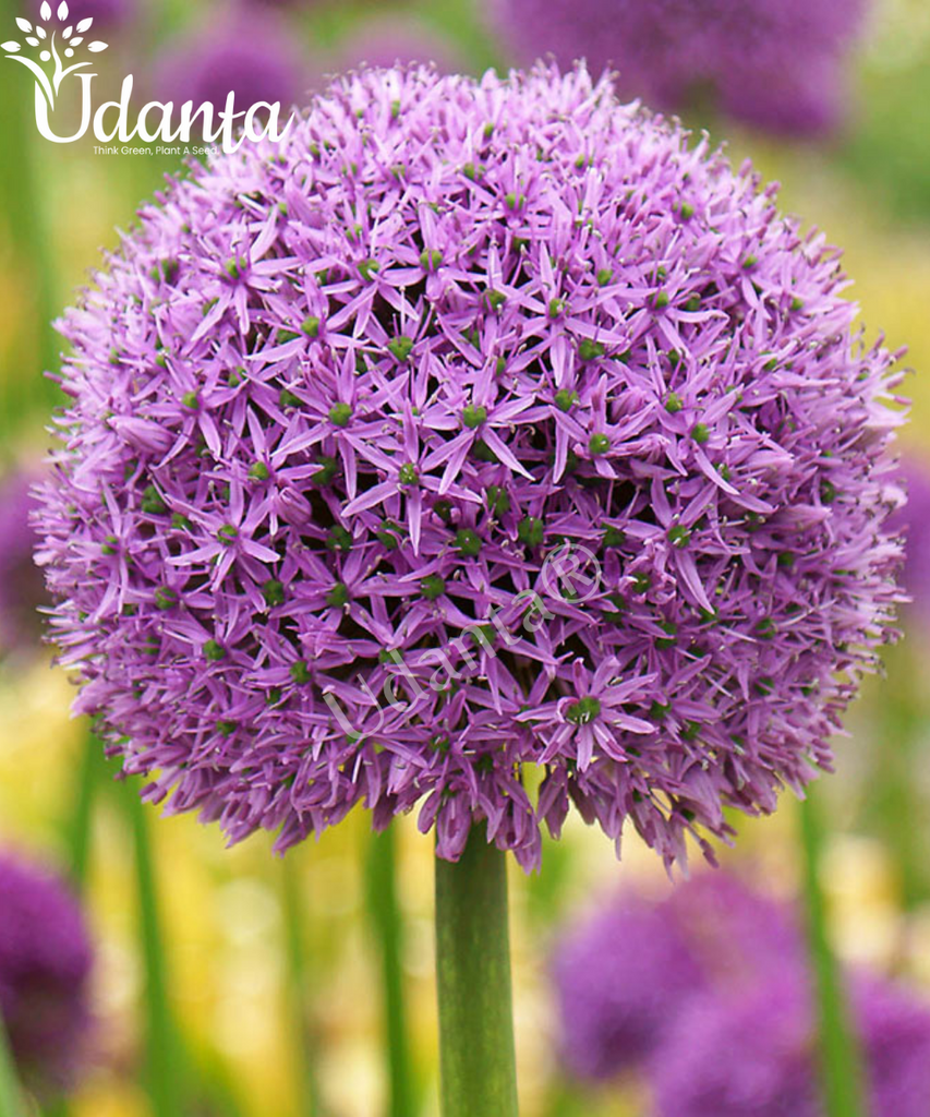 Plantogallery  Allium (purple sensation )Imported flower bulbs pack of 5