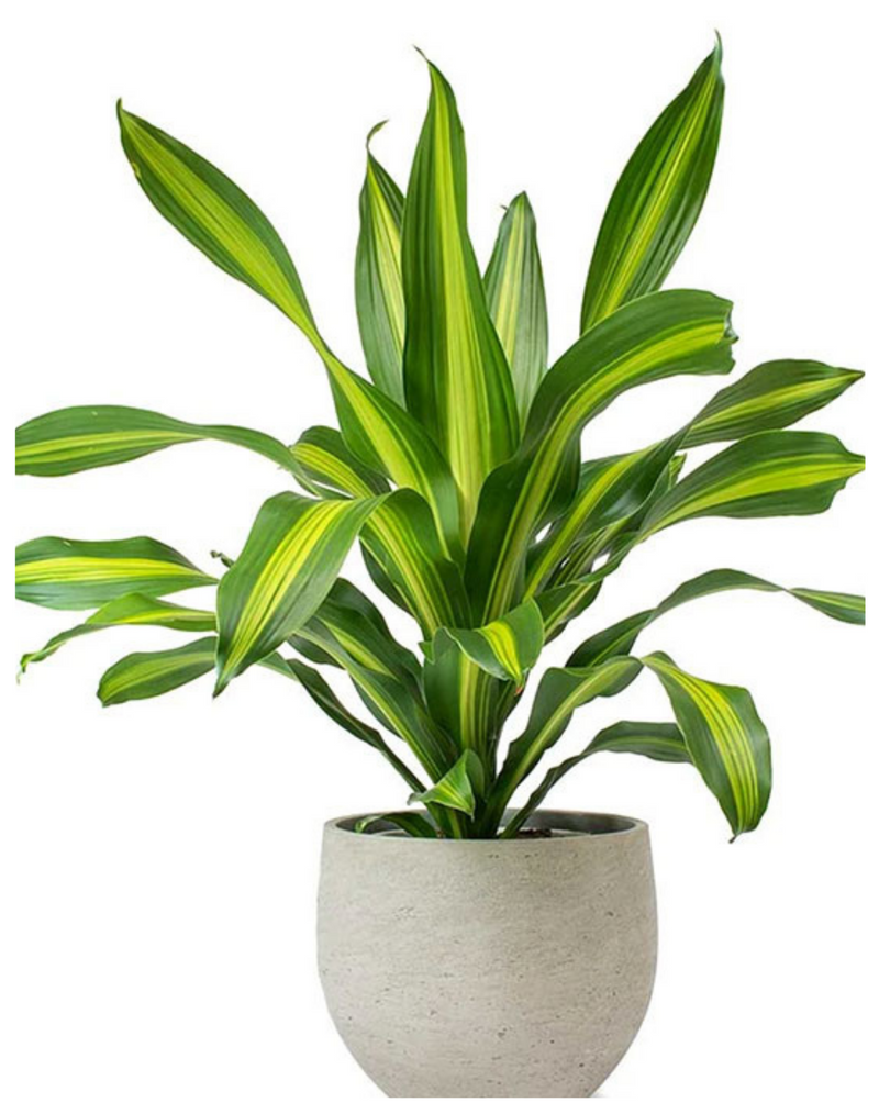 udanta-dracaena-indoor-plant