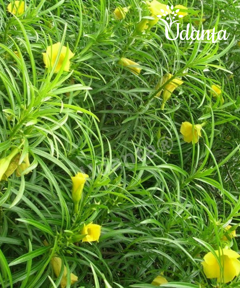 Plantogallery I Kaner Yellow Plants Seeds