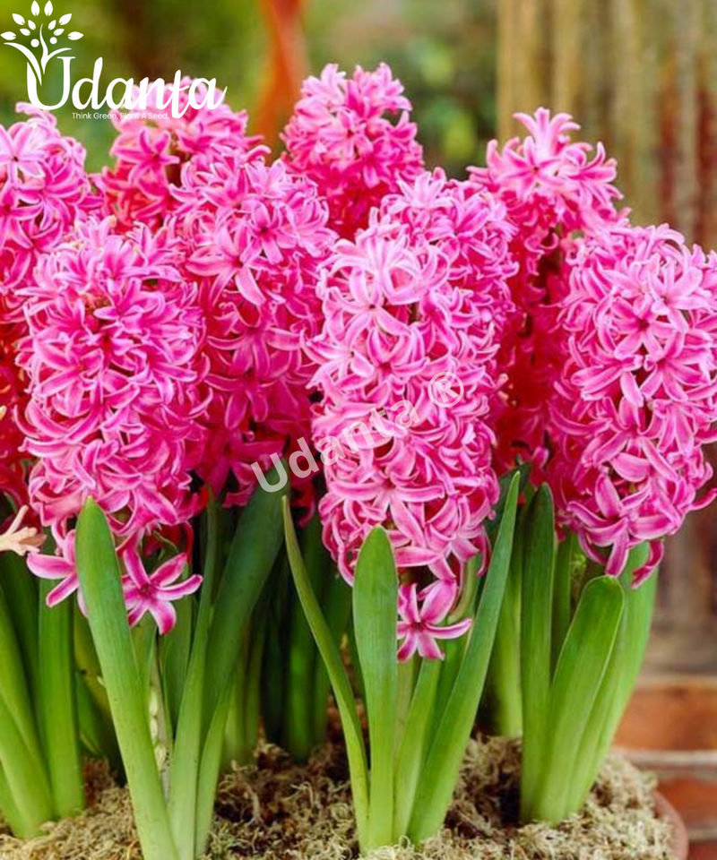 hyacinth-winter-flower-bulb-pink-pearl-udanta