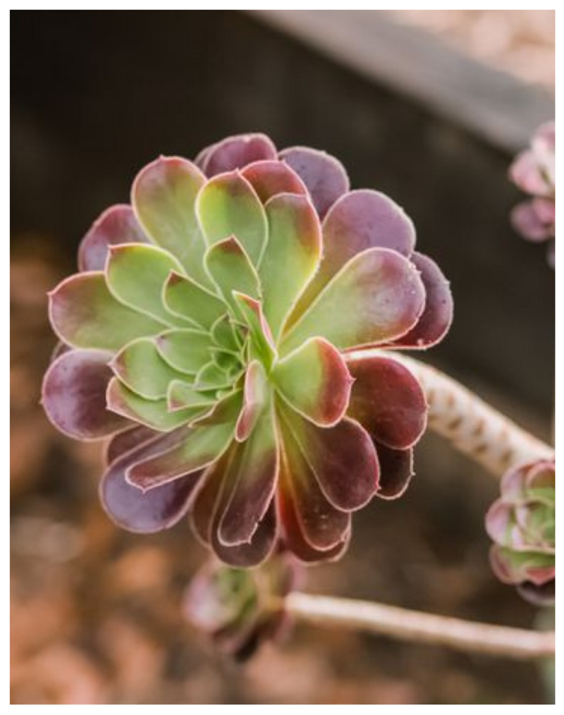 Plantogallery  Purple Queen (Aeonium antropurpureum) , succulent plant