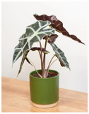 plantogallery-alocasia-mortfontanensis-indoor-plant