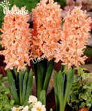 Hyacinth-Gipsy-Queen-Imported-Flower-Bulb