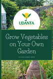 Udanta Dolichos Beans Vegetable Seeds For Kitchen Garden Avg 20 Seeds Pkts