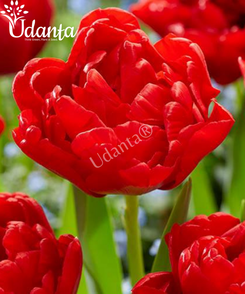 tulip-red-flower-bulbs-by-plantogallery