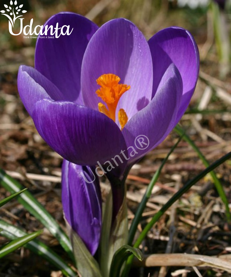 Plantogallery Crocus (FLOWER RECORD ) Imported flower bulbs pack of 5