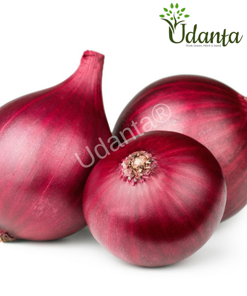 Plantogallery  Onion Red Vegetable Seeds For Home Gardening