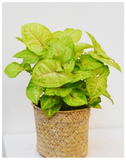 Plantogallery  Syngonium Plant | Air Purifier Plant | for Home Décor Plants