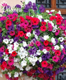 Plantogallery Petunia Mixed Hybrid Flower Seeds