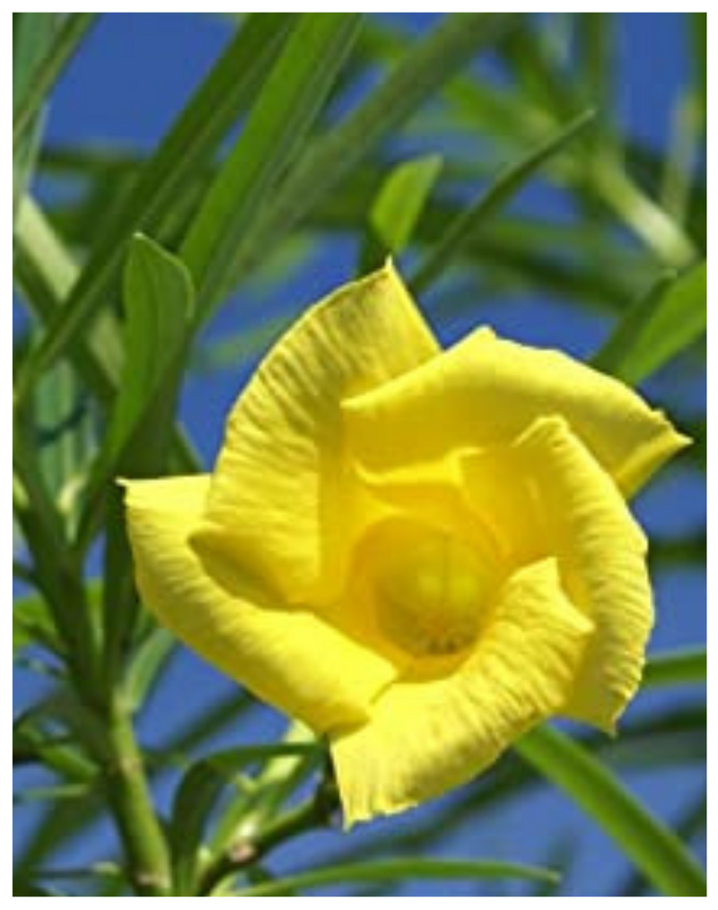 Plantogallery I Kaner Yellow Flower Plant For All Season Plant For Planting