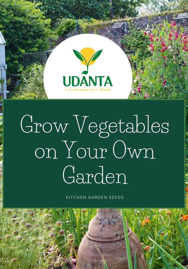 Udanta F1 Hybrid Tomato Seeds For Home Garden Qty 30 Seeds