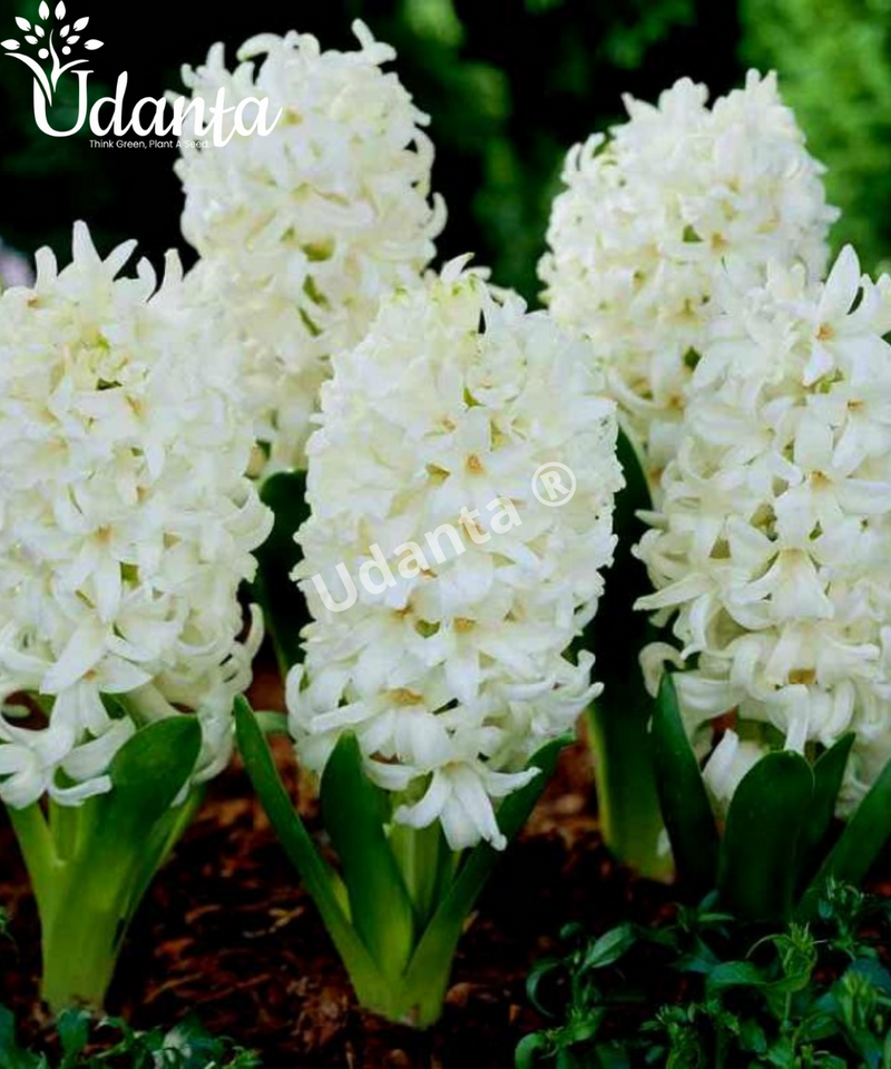 hyacinth-white-flower-bulb-plantogallery