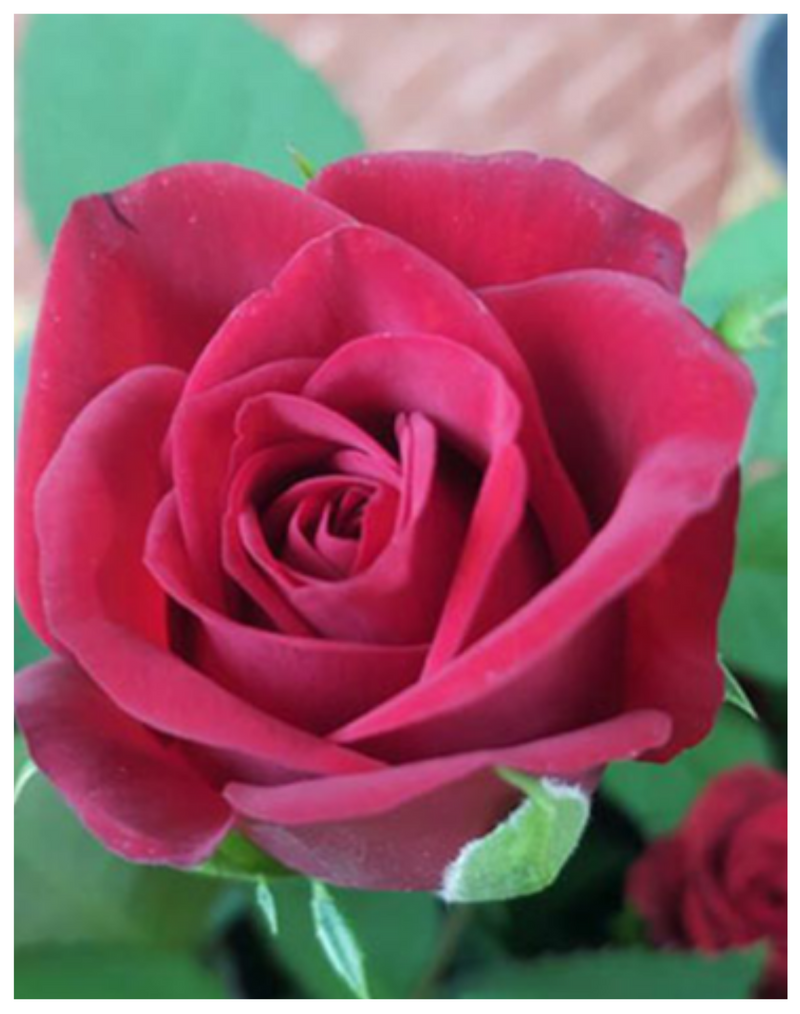 Plantogallery I English Red Rose For Home Décor & Indoor Plant