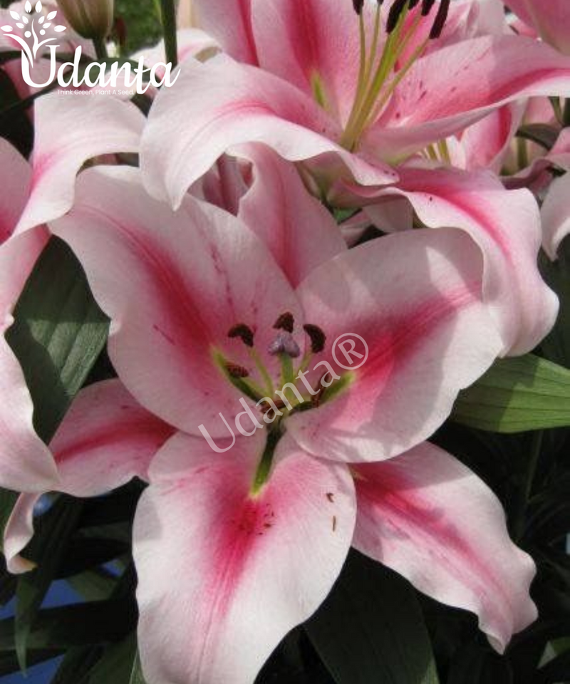Oriental Lily ‘Frontera’ Important Flower Bulbs - Pack of 5 Bulbs  By Plantogallery