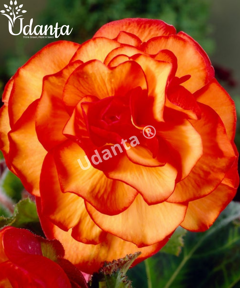 Plantogallery I Begonia Exotic Important flower Bulbs For Home Gardening-(Pack of 5 Bulbs Double Orange-Red)