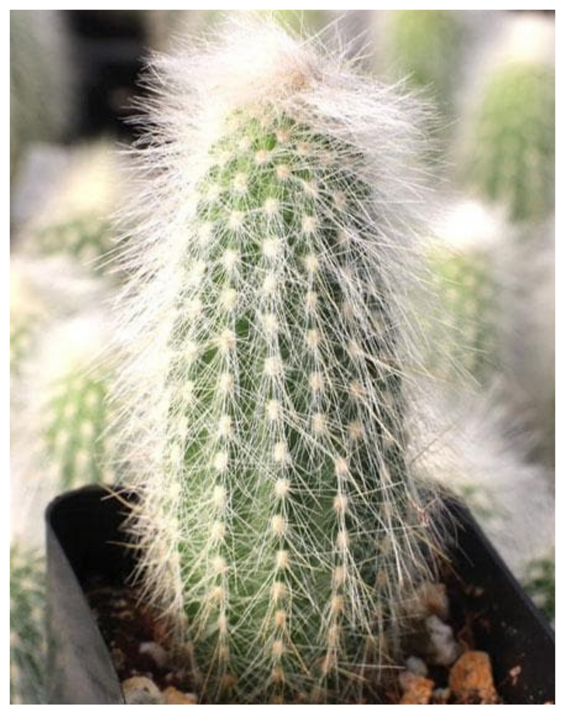 Plantogallery Silver tourch cactus I succulent plants