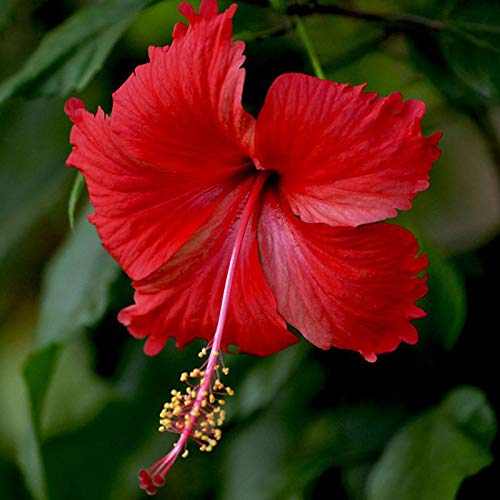 Gudhal flower discount