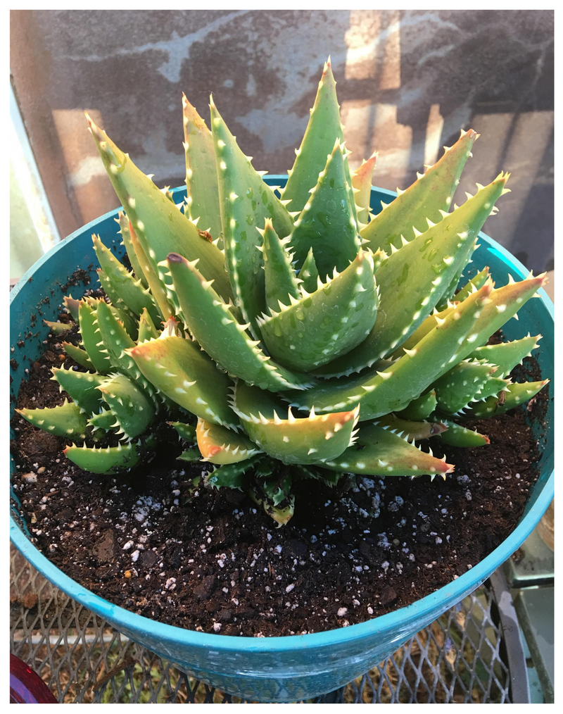Plantogallery Aloe hybrid 'T. Rex’ succulent plants