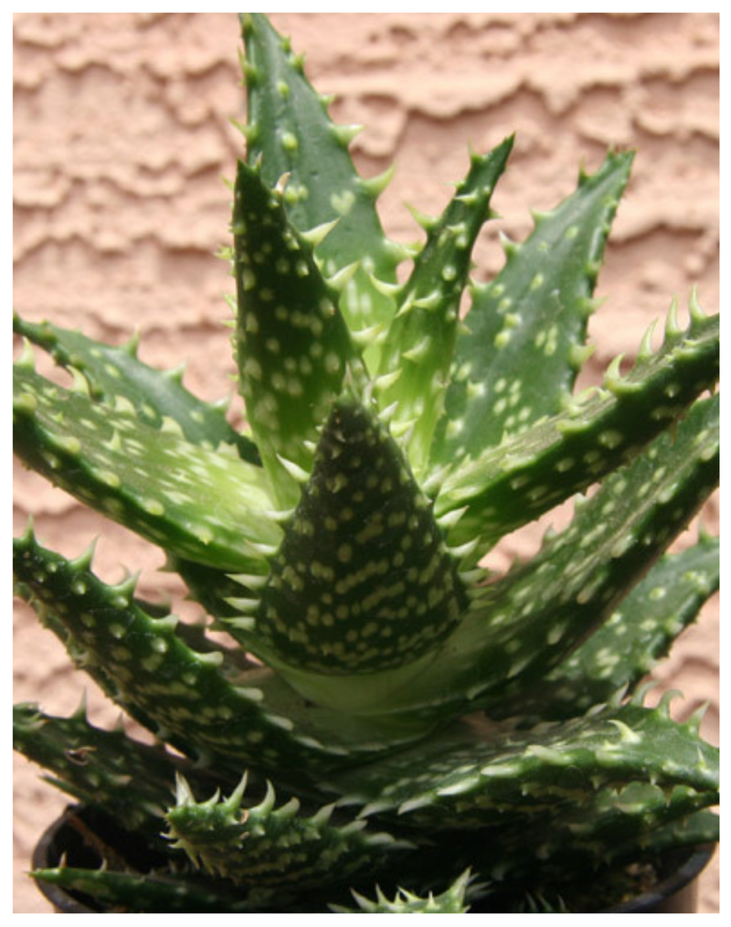Plantogallery Hybrid aloe(Aloe hybrid 'Minnie Belle’) succulent plant