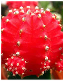 Plantogallery  Ruby ball cactus (red and pink ) flowering plant