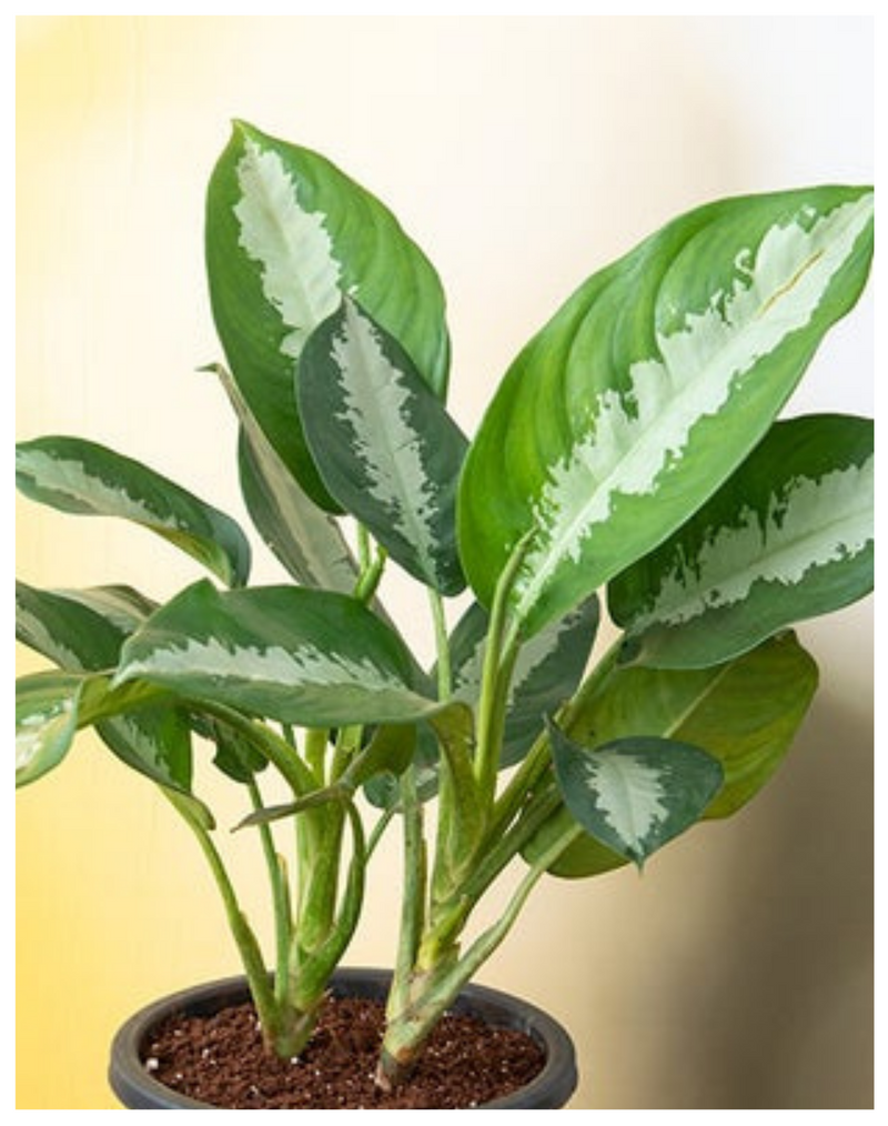 plantogallery-aglaonema-jubilee-indor-plant