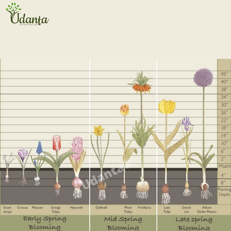Crocus-winter-flower-bulb-plantogallery