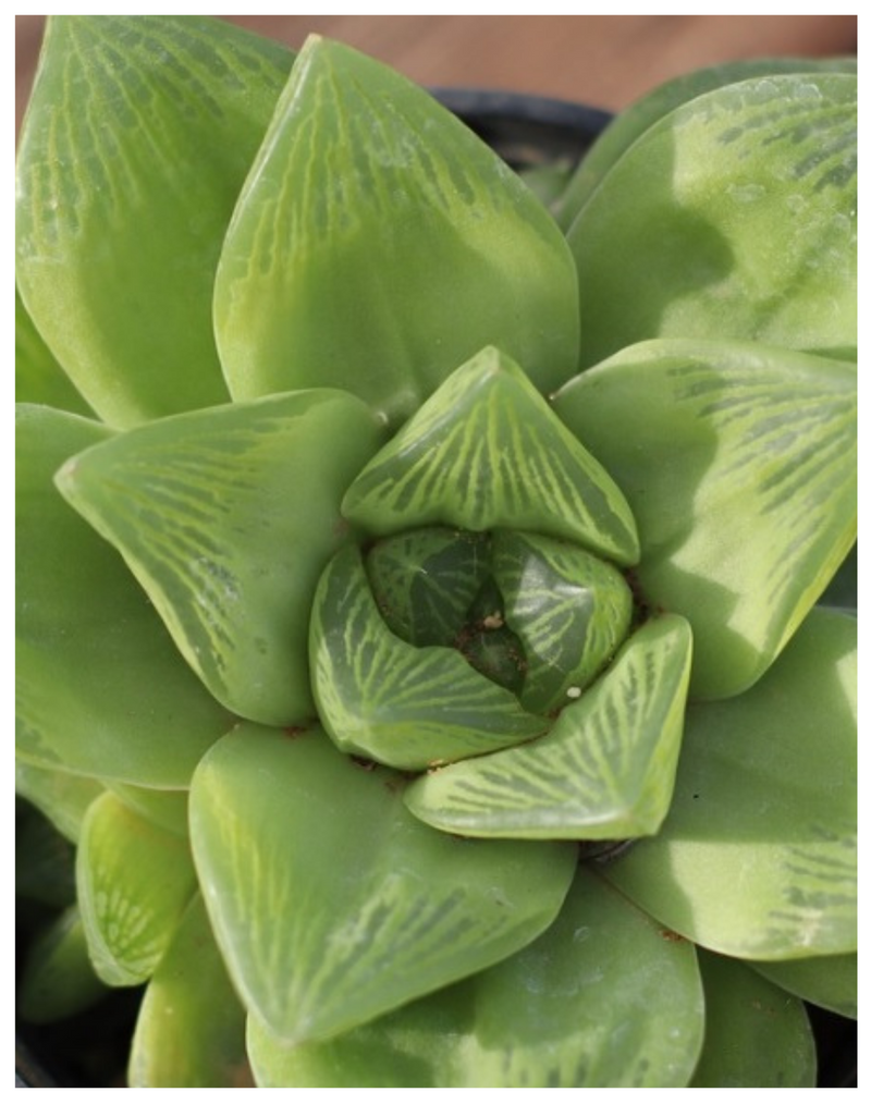 Plantogallery Haworthia venosa, Star Window Haworthia - Succulent Plant
