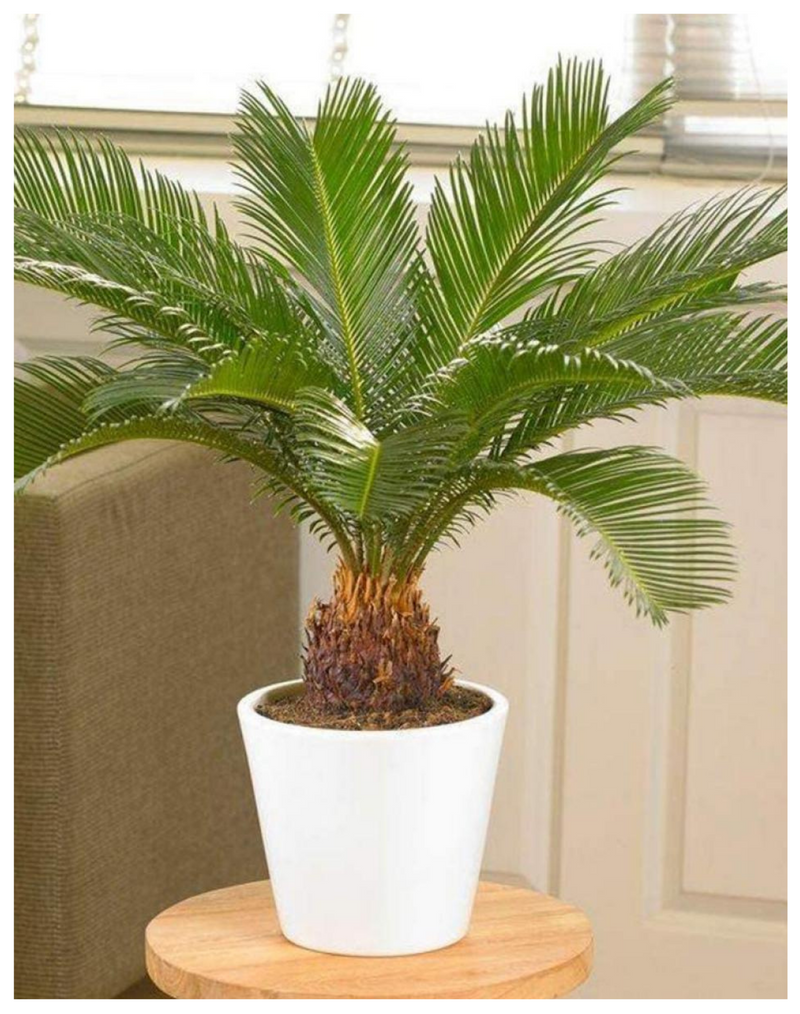 plantogallery-cycas-air-purifier-plant