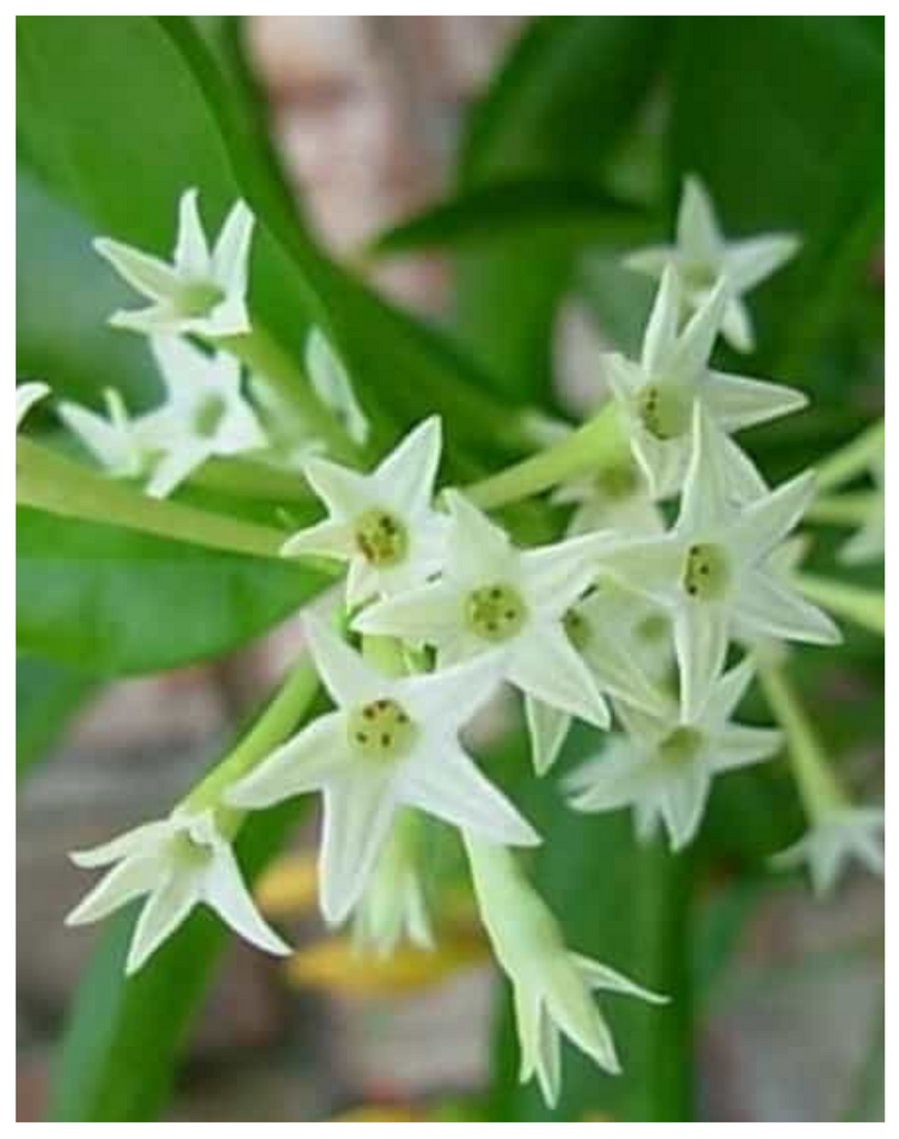 Plantogallery Raat Ki Rani/ Night-Blooming Jasmine Fragrance Pl – plantogallery.com