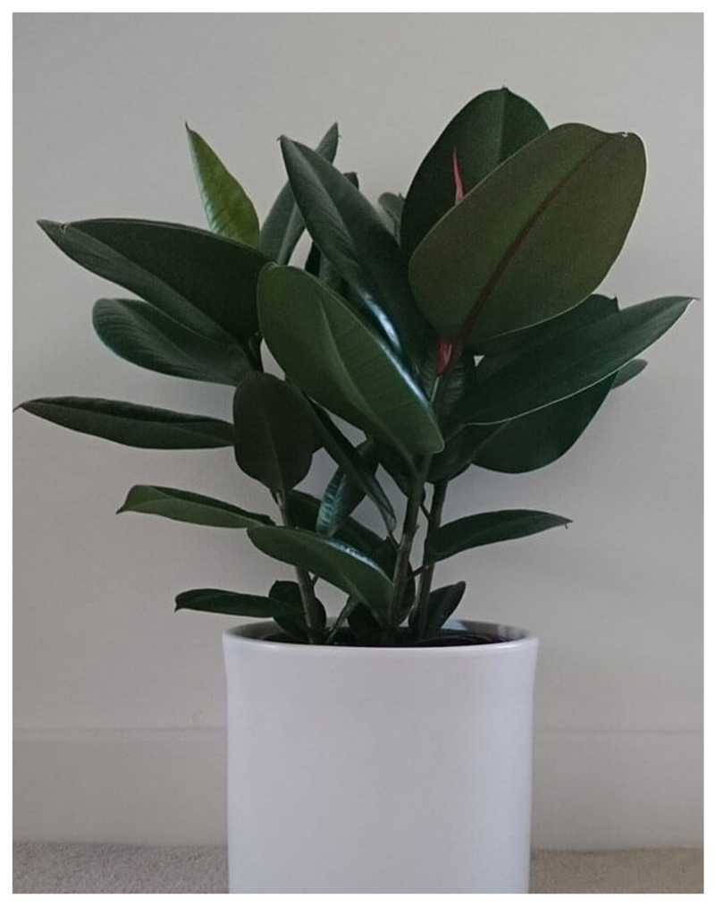 ficus-elastica--table -plant