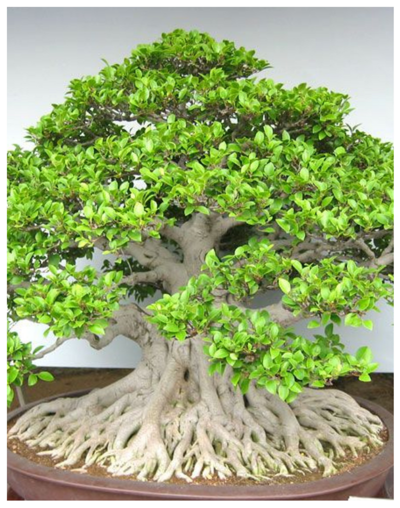 Plantogallery Ficus microcarpa Bonsai- Plant
