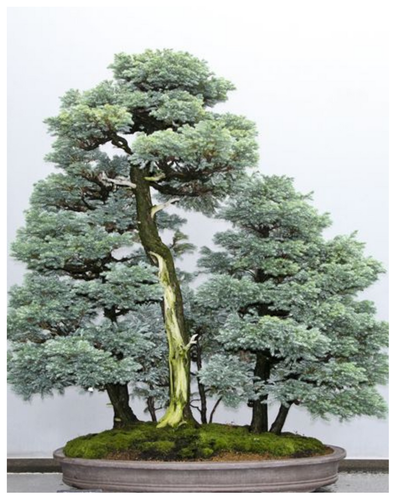 Plantogallery Silver cypress Bonsai - Plant
