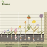 Iris-Apollo-Imported-Flower-Bulbs-plantogallery-udanta