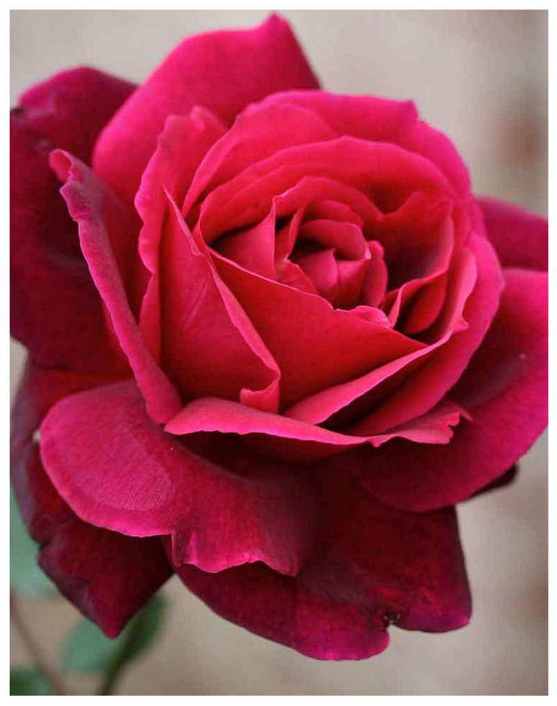 Plantogallery I English Red Rose For Home Décor & Indoor Plant